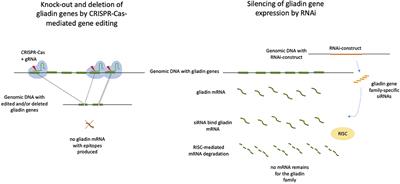 CRISPR/Cas9 Gene Editing of Gluten in Wheat to Reduce Gluten Content and Exposure—Reviewing Methods to Screen for Coeliac Safety